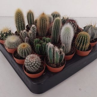 Cactus Mix P05 ( 2986 )
