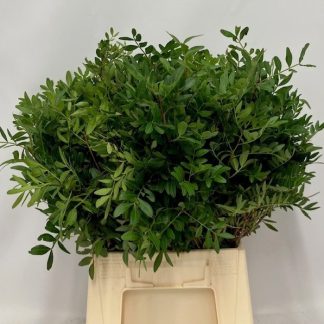 PISTACIA (20922)