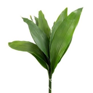 ASPIDISTRA (20900)