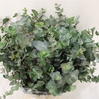 Eucalyptus Cinerea - Fleurs de france (20451)