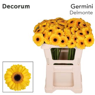GE MI DELMONTE (20233)