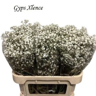 GYPS PA WHITE FORCE (20237)