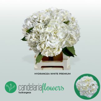 Hydr White Premium Box (250)