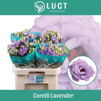 EUS G CORELLI LAVENDER (328)