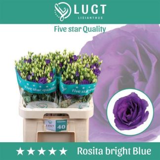 EUS G ROSITA BLUE (20328)