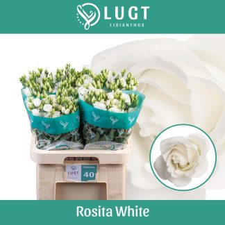 EUS G ROSITA WHITE (20328)
