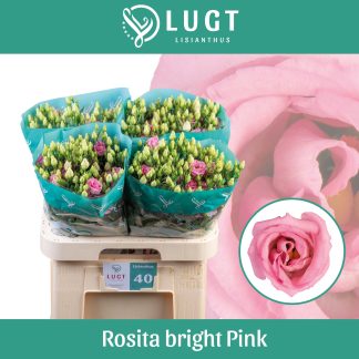 EUS G ROSI BRIGHT PINK (328)