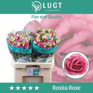 EUS G ROSITA ROSE (20328)