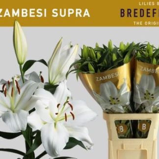 LI OT ZAMBESI SUPRA (326)