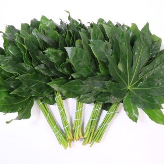 ARALIA ORCA (901)