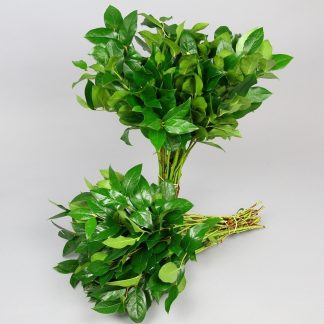 SALAL TIP ORCA (20919)
