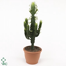 Euphorbe 120CM P21 ( 6840 )