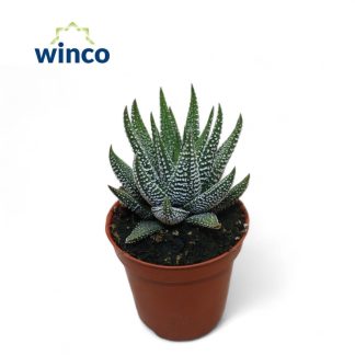 Haworthia P06 ( 7995 )