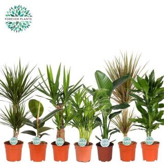 Plante verte mix P17 ( 2532 )