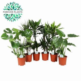 Plante verte mix P21 ( 3350 )