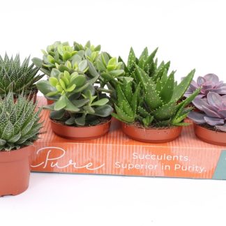Succulente Mix P12 ( 3097 )