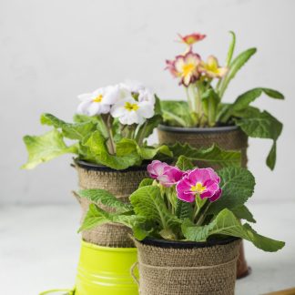 Plantes