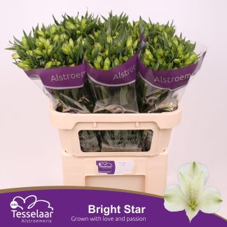 ALSTR BRIGHT STAR (20007)