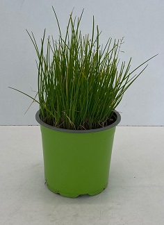CIBOULETTE P14 ( 2813 )