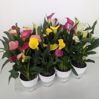 ARUM de couleurs P14 ( 9707 )