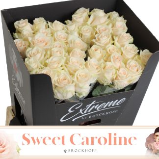 R Gr Sweet Caroline 70cm (20172)
