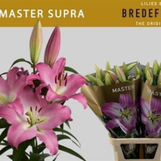 LI OT MASTER SUPRA (20327)