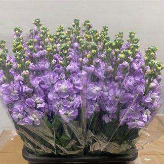 Giroflée Parme - Fleurs de France (20234)