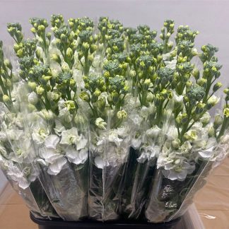 Giroflee blanche (fleurs de france) (20234)