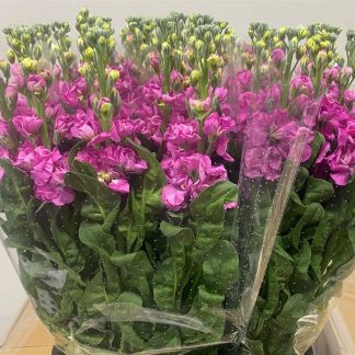 Giroflée Rose - Fleurs de France (20234)