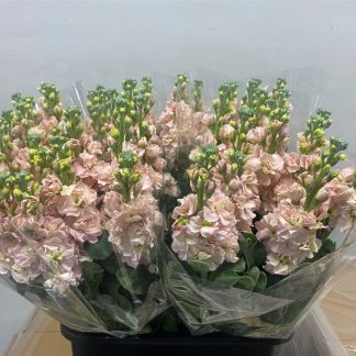 Giroflée Saumon - Fleurs de France (20234)
