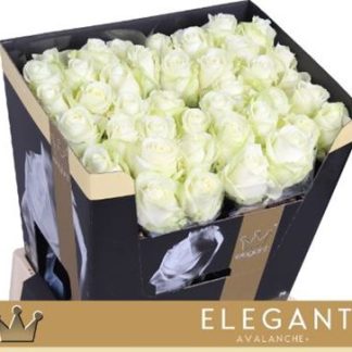 R Gr Avalanche Bernhard 70cm (20171)