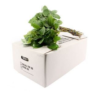 Salal Tips 25 (20919)