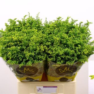Solidago Carzan Glory (509)