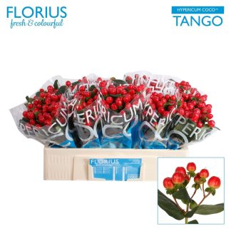 Hyp Coco Tango (20251)