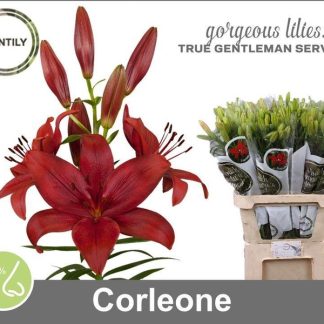 Li La Corleone 4+ (20327)