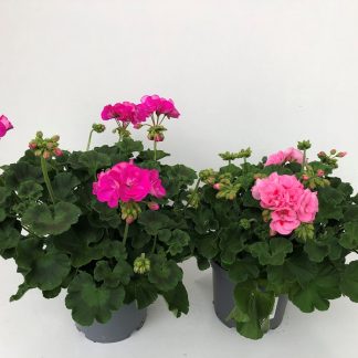 GERANIUM zonale P19 ( 1372 )