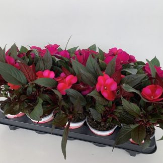 IMPATIENS nouv guinee P10 ( 1422 )