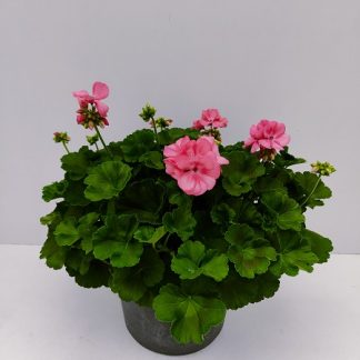 GERANIUM zonale P29 ( 1603 )