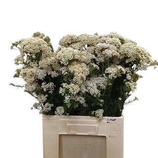 Fleurs de Riz - Fleurs de France (20210)