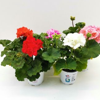 GERANIUM zonale Standard P10 bicolor clair ( 3657 )