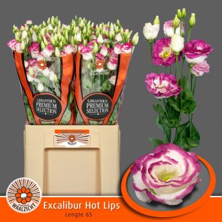 EUS G EXCAL HOT LIPS (20328)