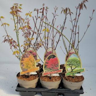 ACER PALMATUM P15 ( 8433 )
