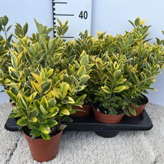 EUONYMUS aureus P13 ( 2593 )