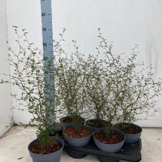 SOPHORA "LITTLE BABY" p16 ( )