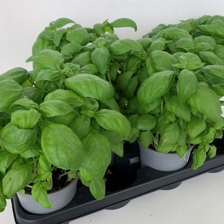 BASILIC grand vert P14 ( 5507 )