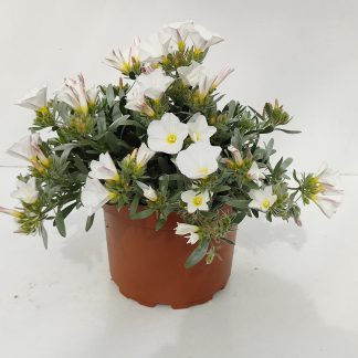CONVOLVULUS P19 ( 5613 )