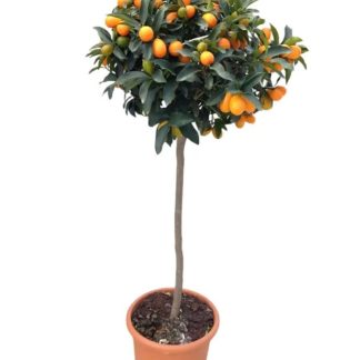 KUMQUAT 1/2 tige P24 ( 7466 )