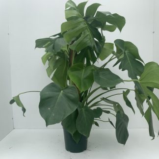 PHILO monstera P17 ( 8612 )