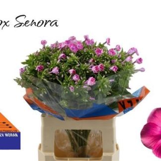 Phlox P Senora (446)