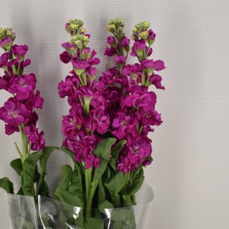 Giroflée Fuchsia - Fleurs de France (20234)